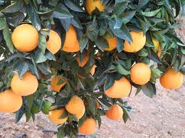Οι ευεργετικές ιδιότητες του πορτοκαλιού