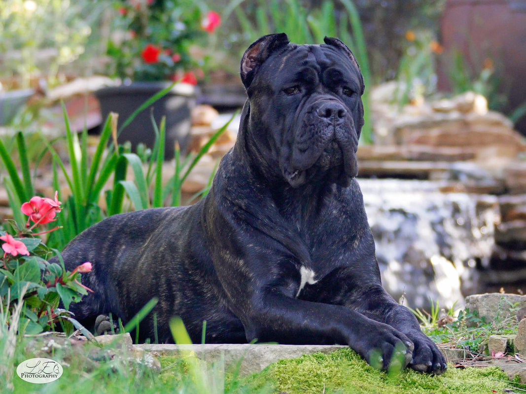 Cane Corso: Ο τέλειος… σωματοφύλακας