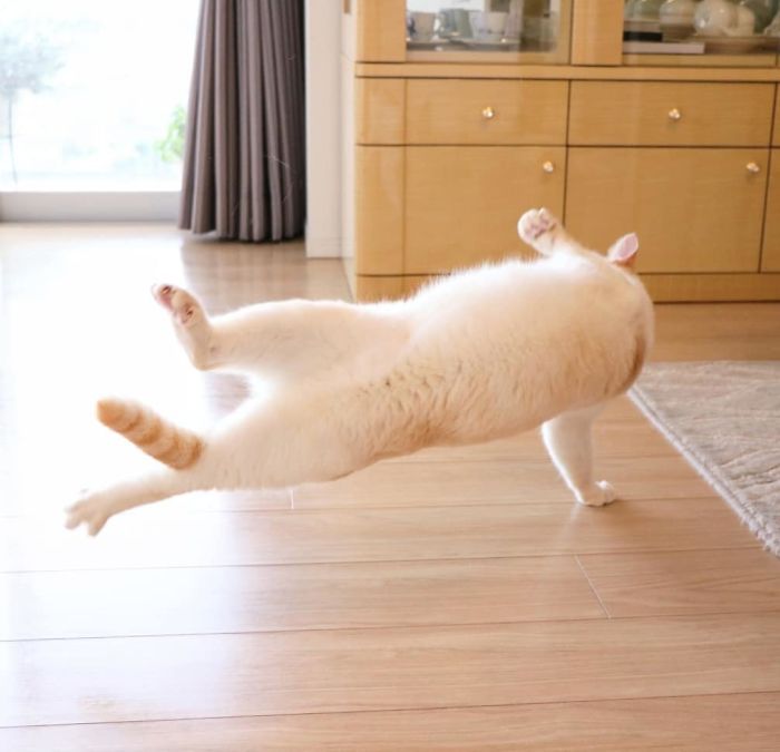 Γάτα χορευτής: Κάνει πιρουέτες και κατακόρυφο – Απίστευτες εικόνες (φωτο)