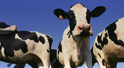 Νέος ιός στην Ευρώπη  που επηρεάζει βοοειδή, αρνιά και κατσίκες