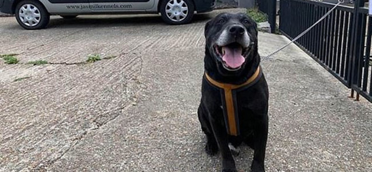 Βρετανία: Εγκατέλειψαν σκύλο με σημείωμα «με άφησαν γιατί δεν έχω μάθει να είμαι καλός»