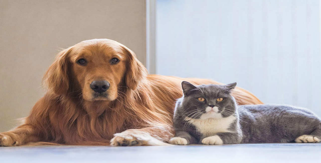Σκύλος και γάτα: Μπορούν να συνυπάρξουν μαζί χωρίς καυγάδες;