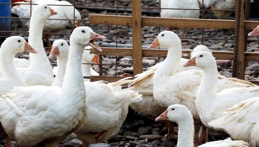 Η Γαλλία θα θανατώσει 600.000 πάπιες λόγω της εξάπλωσης του ιού της γρίπης των πτηνών