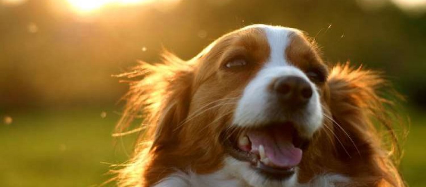 Ξεκαρδιστικό: Ένας σκύλος νομίζει ότι το φαγητό «έρχεται» από τον ουρανό και προσπαθεί να το «πιάσει» (βίντεο)