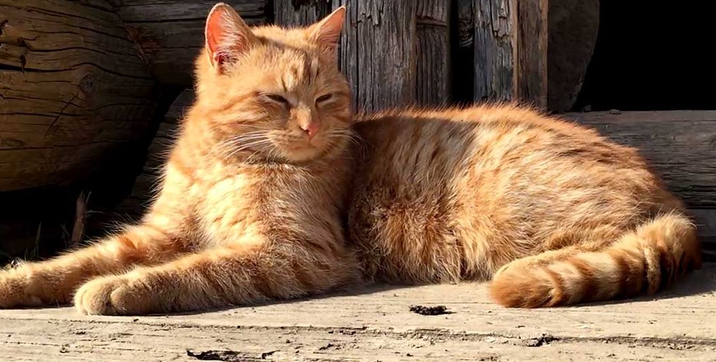 Μαλαισία: Γάτα επισκέπτεται καθημερινά τον τάφο του ιδιοκτήτη της εδώ και δύο χρόνια (βίντεο)