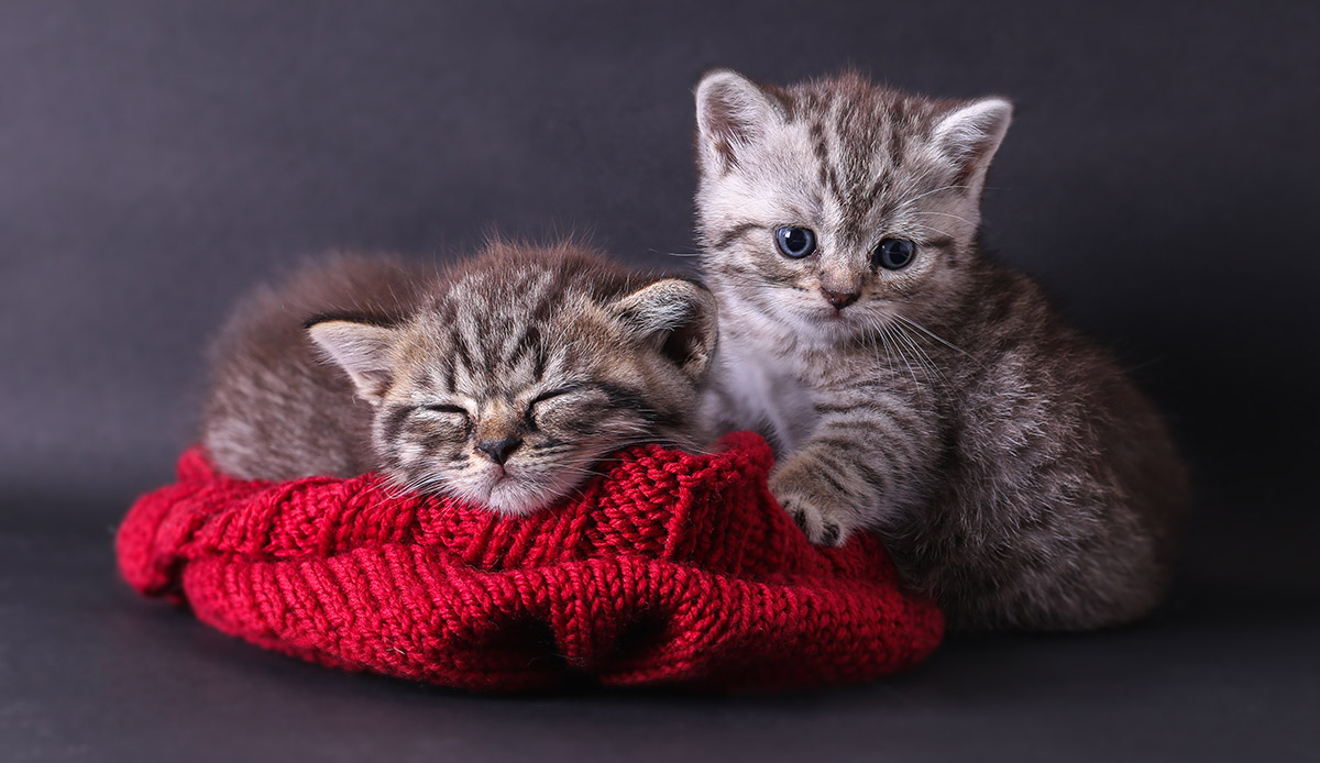 Νέα έρευνα: Οι γάτες μπορούν να κολλήσουν κορωνοϊό από τους ανθρώπους
