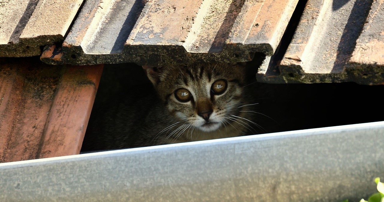 Ρωσία: Γάτα έπεσε στην οροφή μπυραρίας και την… γκρέμισε (βίντεο)
