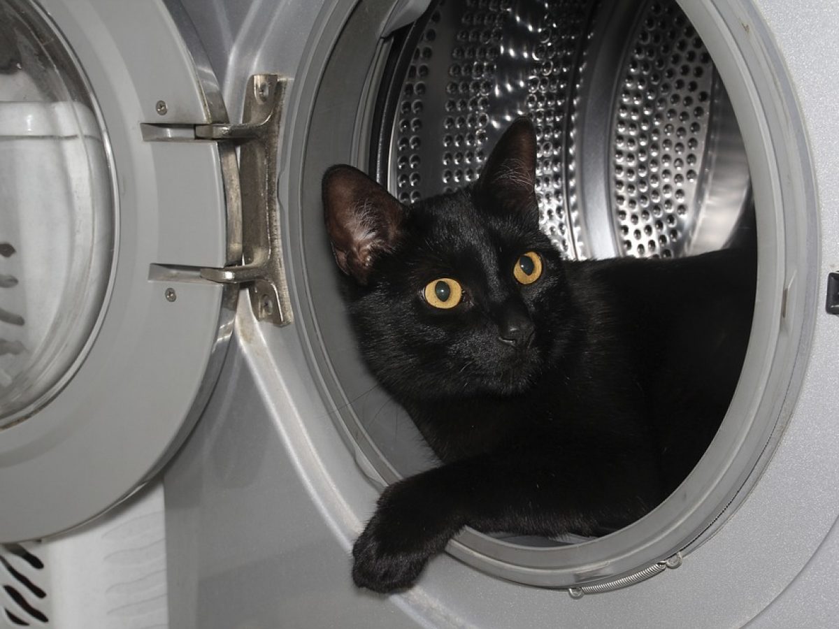 Όσκαρ: Ο γάτος που επέζησε μετά από 12 λεπτά παραμονής του μέσα σε πλυντήριο που λειτουργούσε!