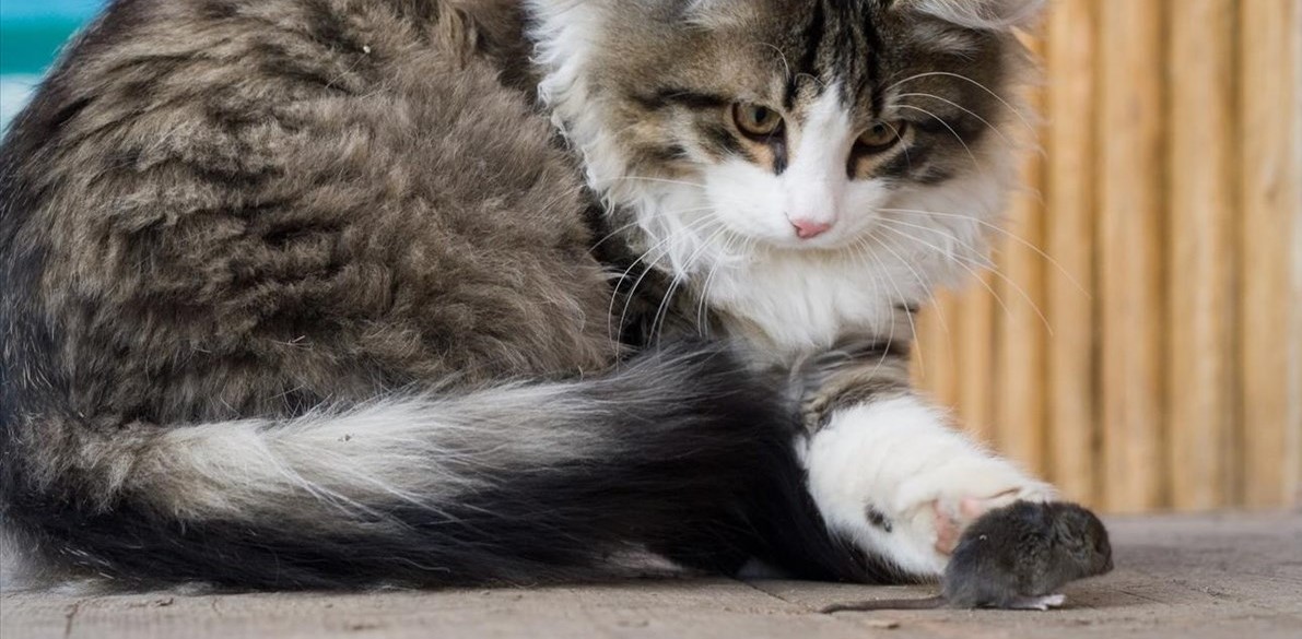 Γάτα παρακολουθεί ποντίκια να πλακώνονται στο ξύλο και γίνεται viral (βίντεο)