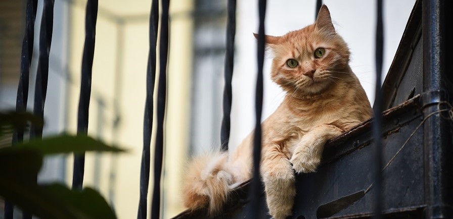 Κορωνοϊός: Οι γάτες πρέπει να μπουν σε καραντίνα για να μην γίνουν υπερμεταδότες