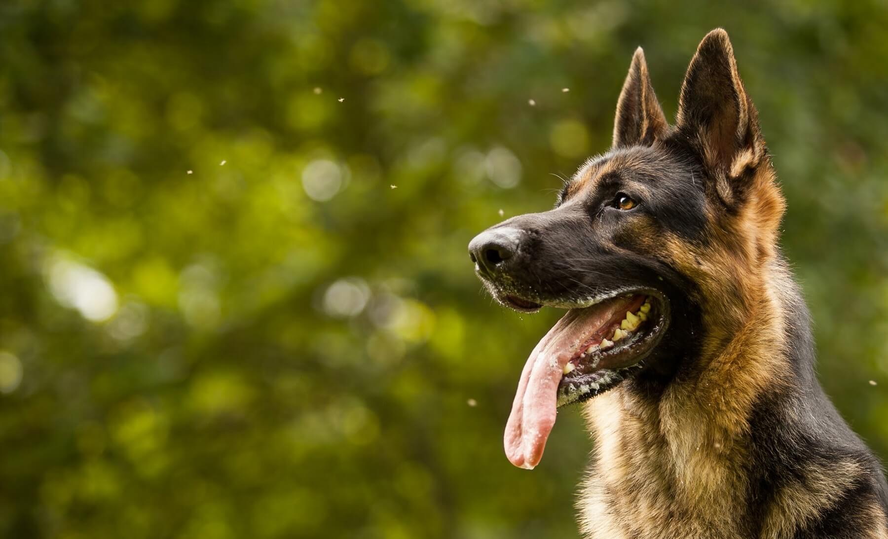 Αυτές είναι οι δέκα πιο επικίνδυνες ράτσες σκύλων – Είναι τουλάχιστον εχθρικά!