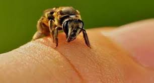 Το κεντρί της μέλισσας ισχυρό όπλο ενάντια στον καρκίνο και το AIDS