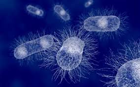 Τι σχέση έχουν τα βακτήρια του εντέρου με την ρευματοειδή αρθρίτιδα;