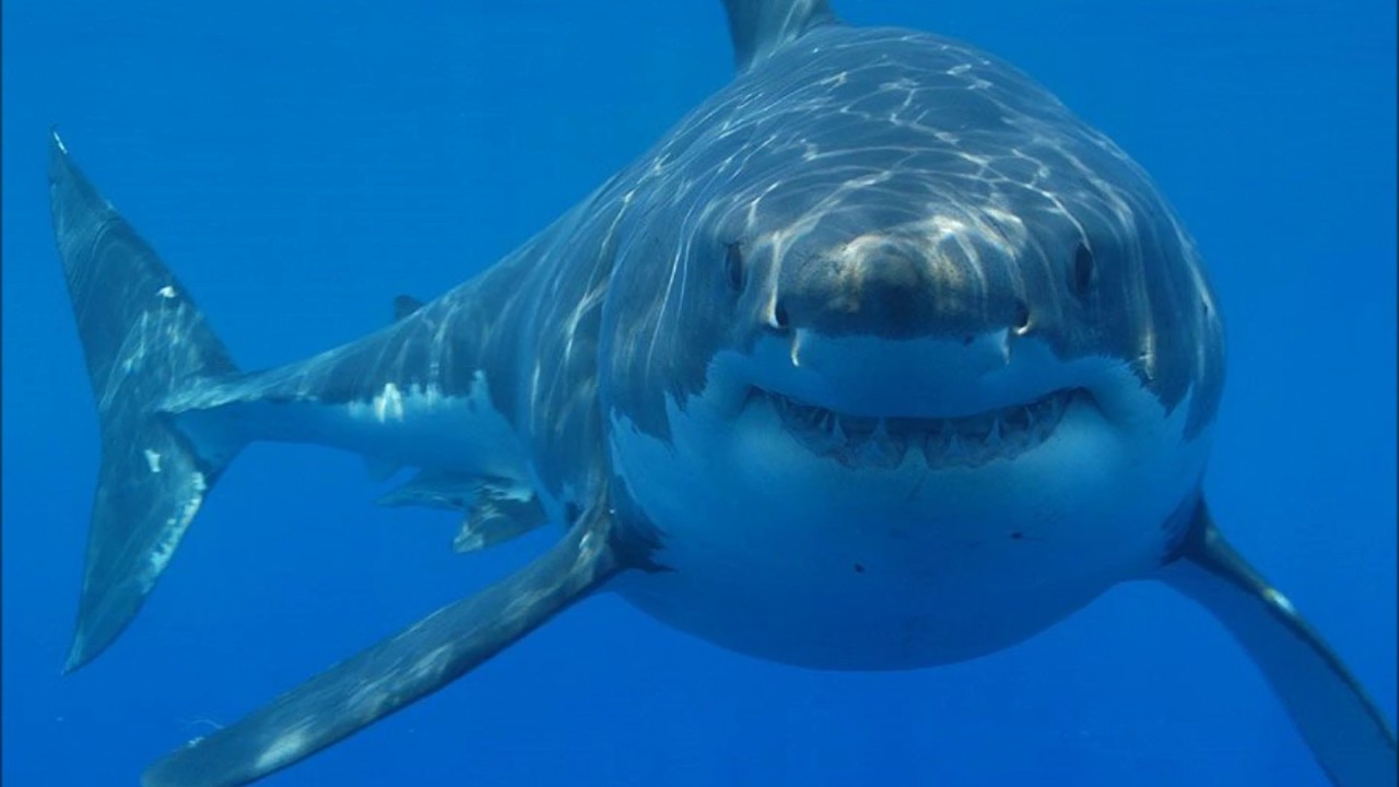 Οι επιστήμονες προειδοποιούν: «Θα θανατωθούν μισό εκατομμύριο καρχαρίες για να παρασκευαστεί το εμβόλιο του κορωνοϊού»