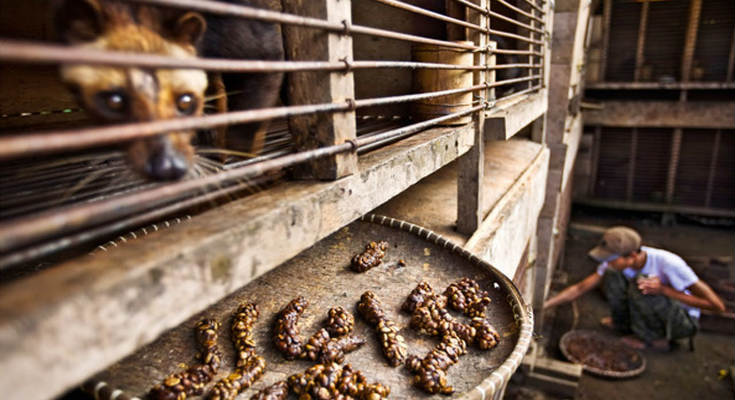 Kopi Luwak: Ο ακριβότερος καφές του κόσμου είναι ένας εφιάλτης για το ζώο που τον παράγει! (βίντεο)