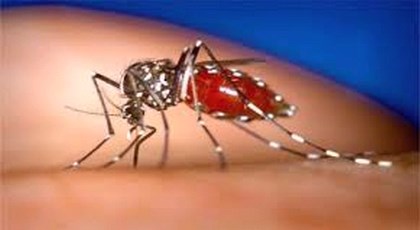 Προστατευτείτε απ’ τα κουνούπια