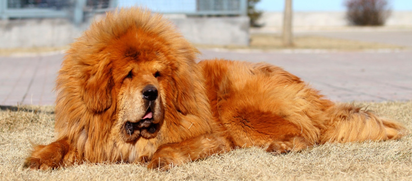 Θιβετιανό Μαστίφ: Η σπάνια ράτσα σκύλου που κοστίζει 2 εκατομμύρια δολάρια (βίντεο)