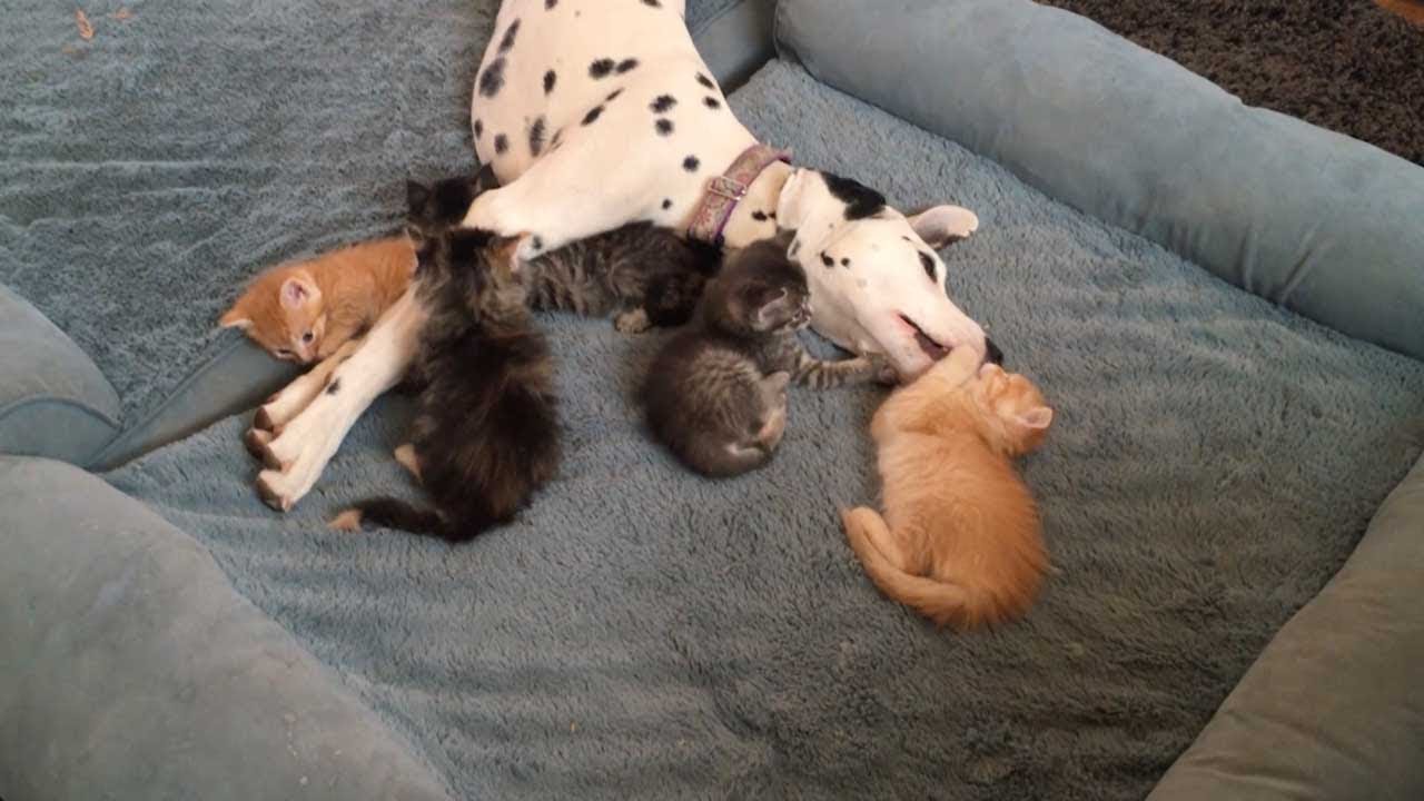 Μια σκυλίτσα υιοθέτησε… μικρά γατάκια! (βίντεο)