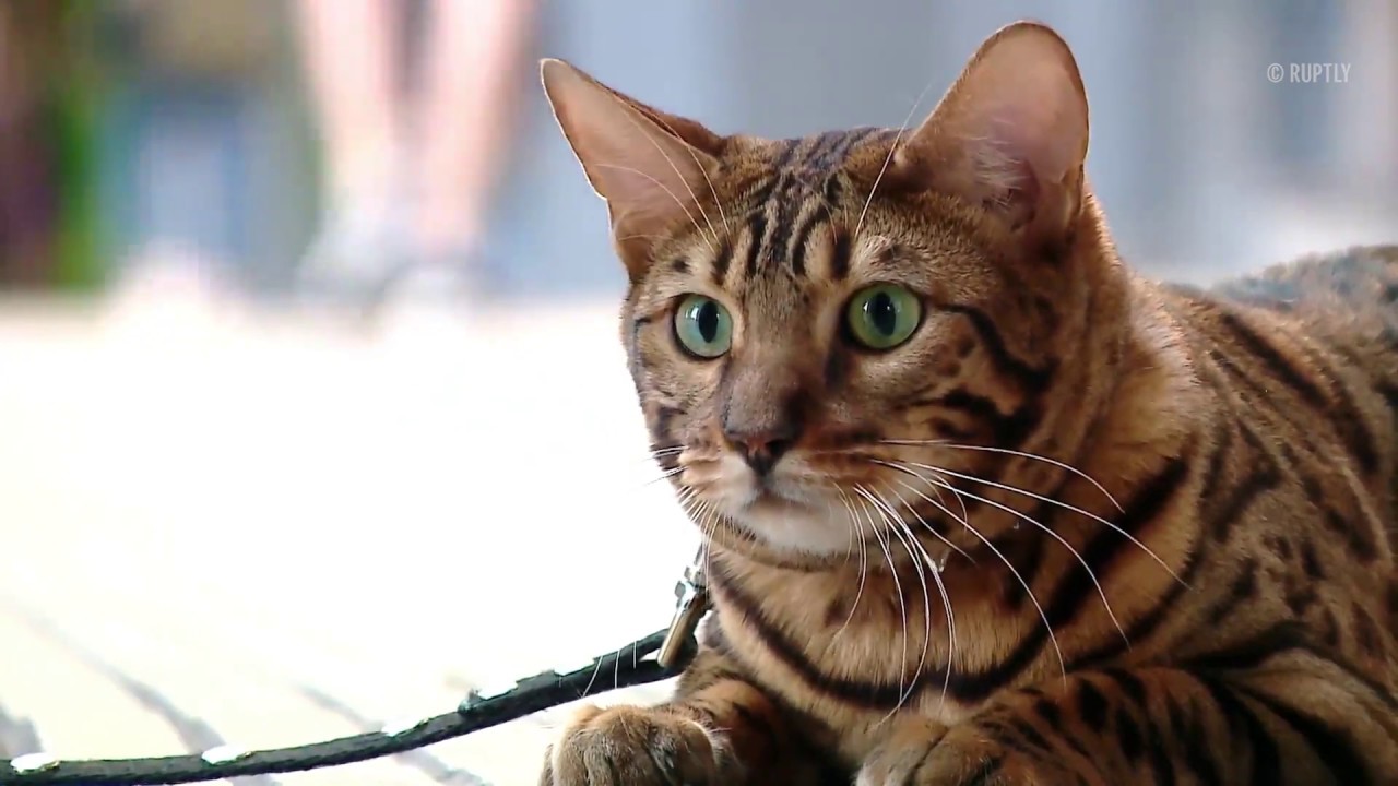 Λονδίνο: Γάτος ταξίδευε για 7 βδομάδες για να ξαναβρεί τους παλιούς ιδιοκτήτες του