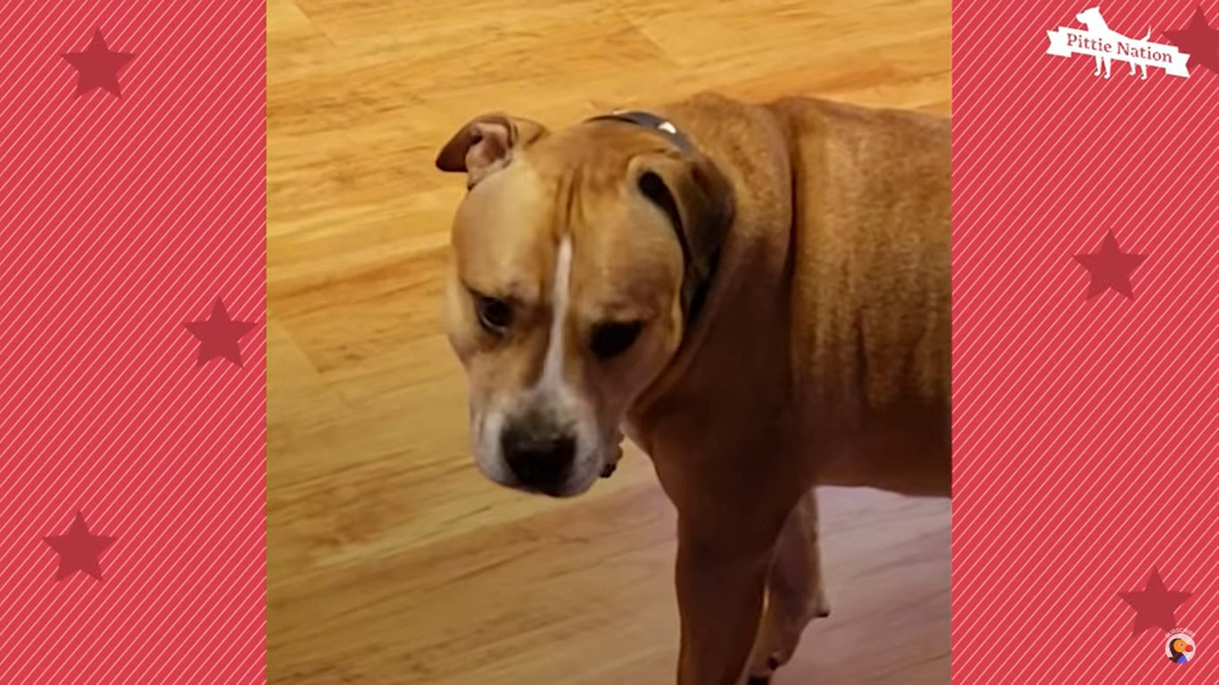 Milton: Ο σκύλος που περπατάει στις μύτες των ποδιών του (βίντεο)