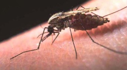 Δεκάδες τα κρούσματα ελονοσίας στην Ελλάδα