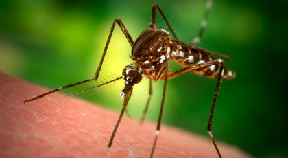 Άρχισαν οι ψεκασμοί για τα κουνούπια