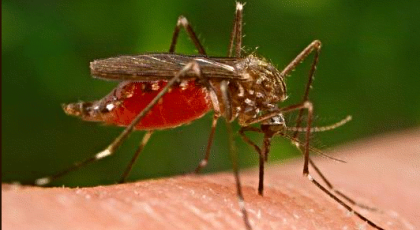 ΚΕΕΛΠΝΟ: Κανένας θάνατος από ελονοσία