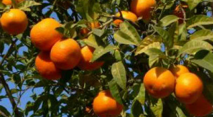 Τα πορτοκάλια μειώνουν τον κίνδυνο εγκεφαλικού