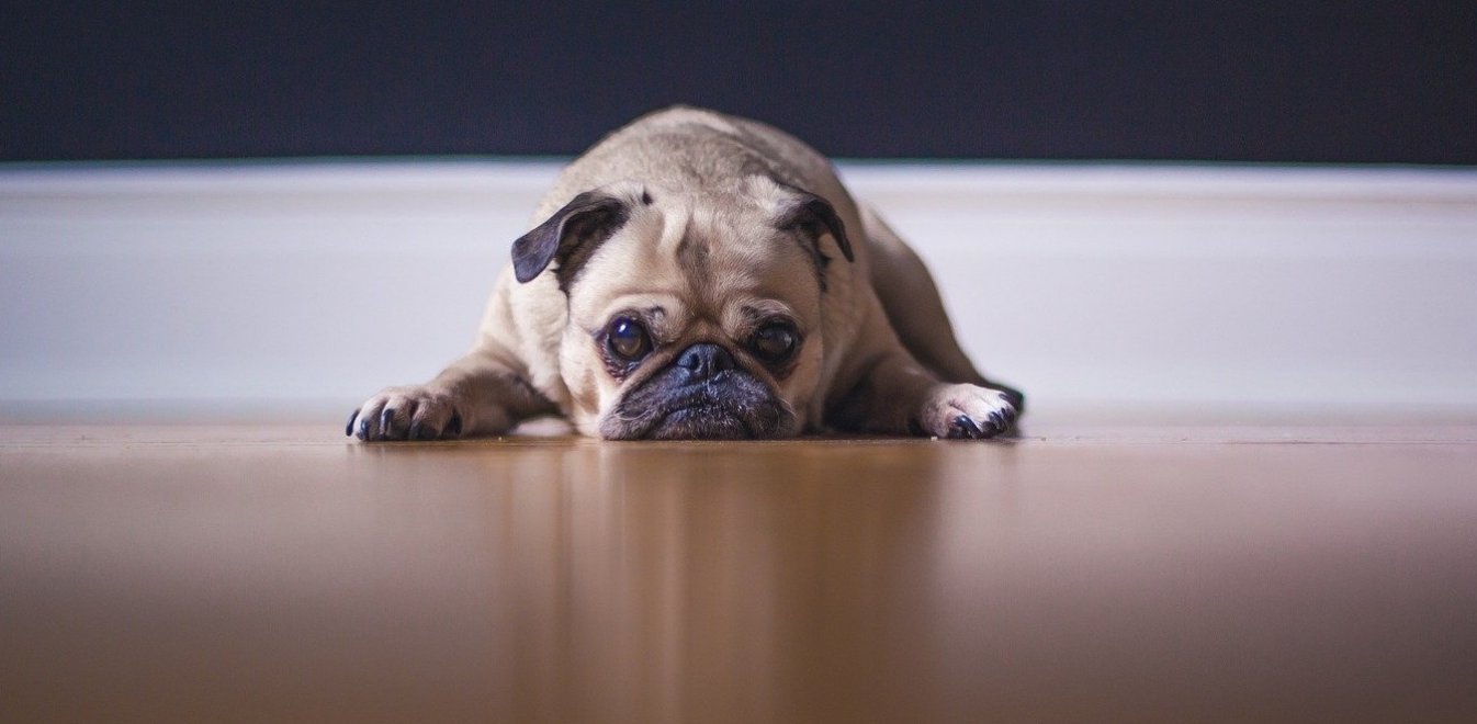 Επτά περίεργα πράγματα που μπορούν να μυρίσουν οι σκύλοι – Από ανθρώπινα λείψανα μέχρι… τον κορωνοϊό