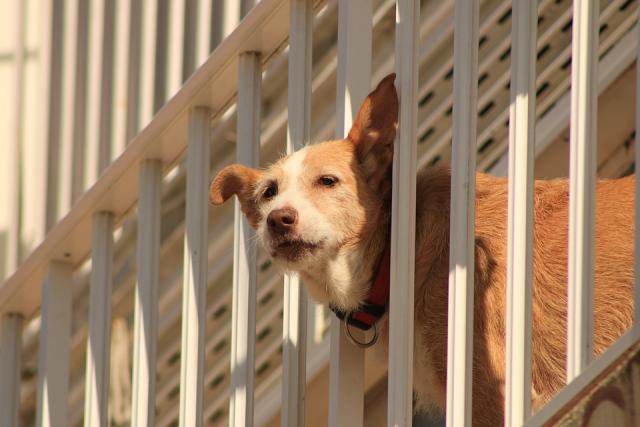Γιατί απαγορεύεται να ζει ο σκύλος μόνιμα στο μπαλκόνι ή στην ταράτσα;