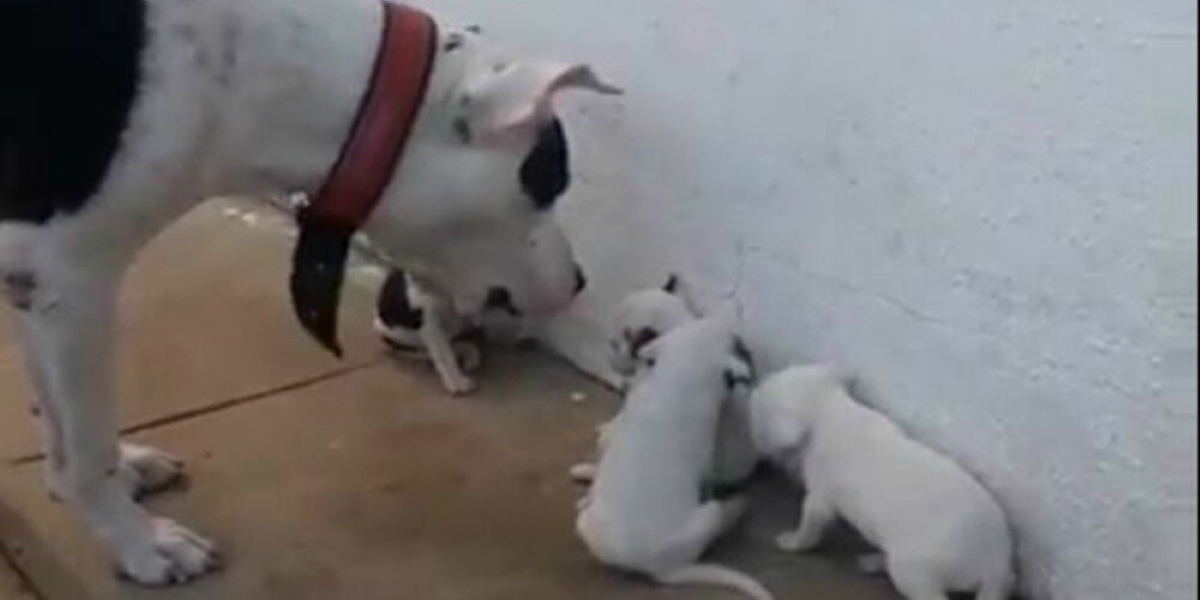 Άγρια «κατσάδα»: «Αυστηρός» σκύλος επιπλήττει τα μικρά του (βίντεο)