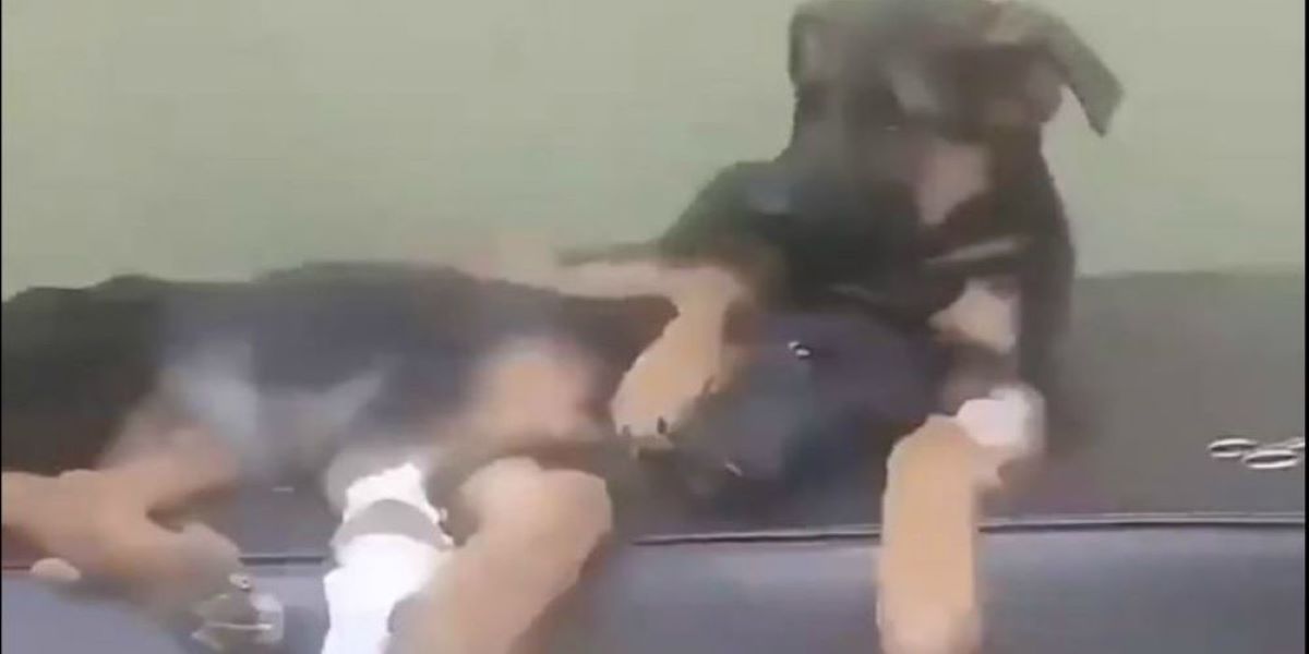 Ρίγη συγκίνησης προκαλεί ένα σκυλάκι: Η αδερφή του έκανε εγχείρηση αλλά εκείνο δεν την άφησε ούτε στιγμή (βίντεο)