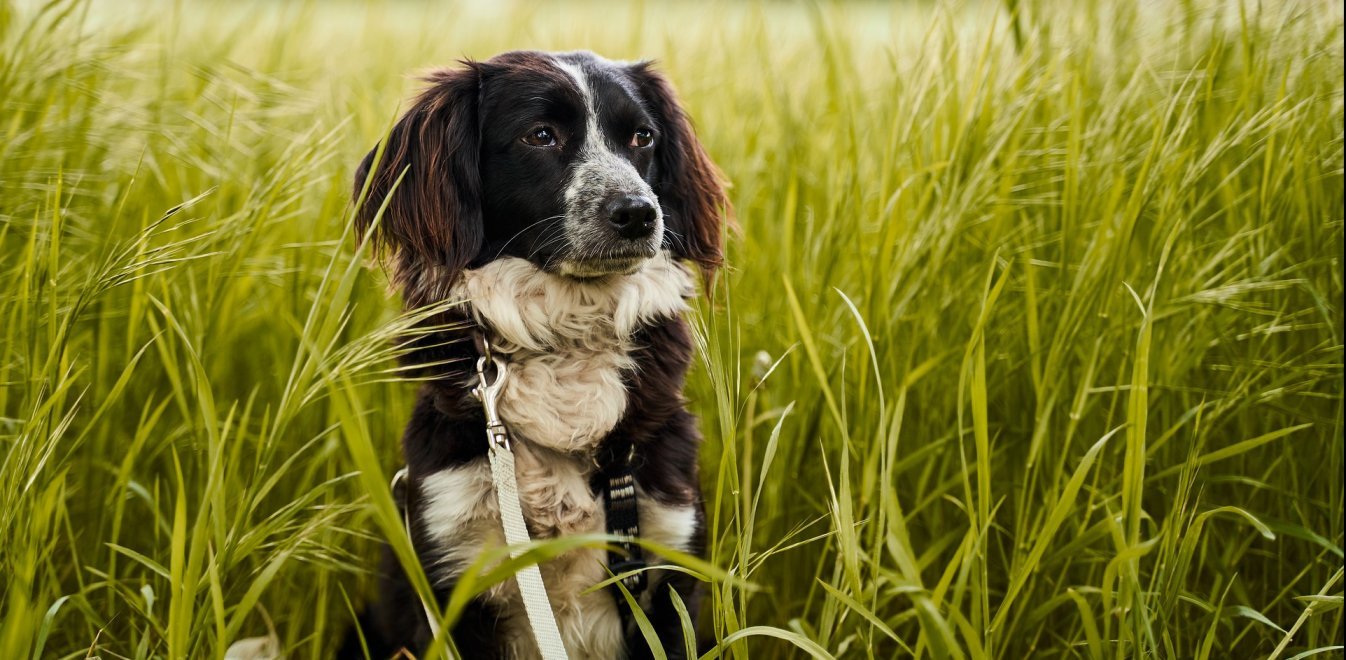 Προσοχή: Αυτές είναι οι ράτσες σκύλων που κινδυνεύουν με θερμοπληξία