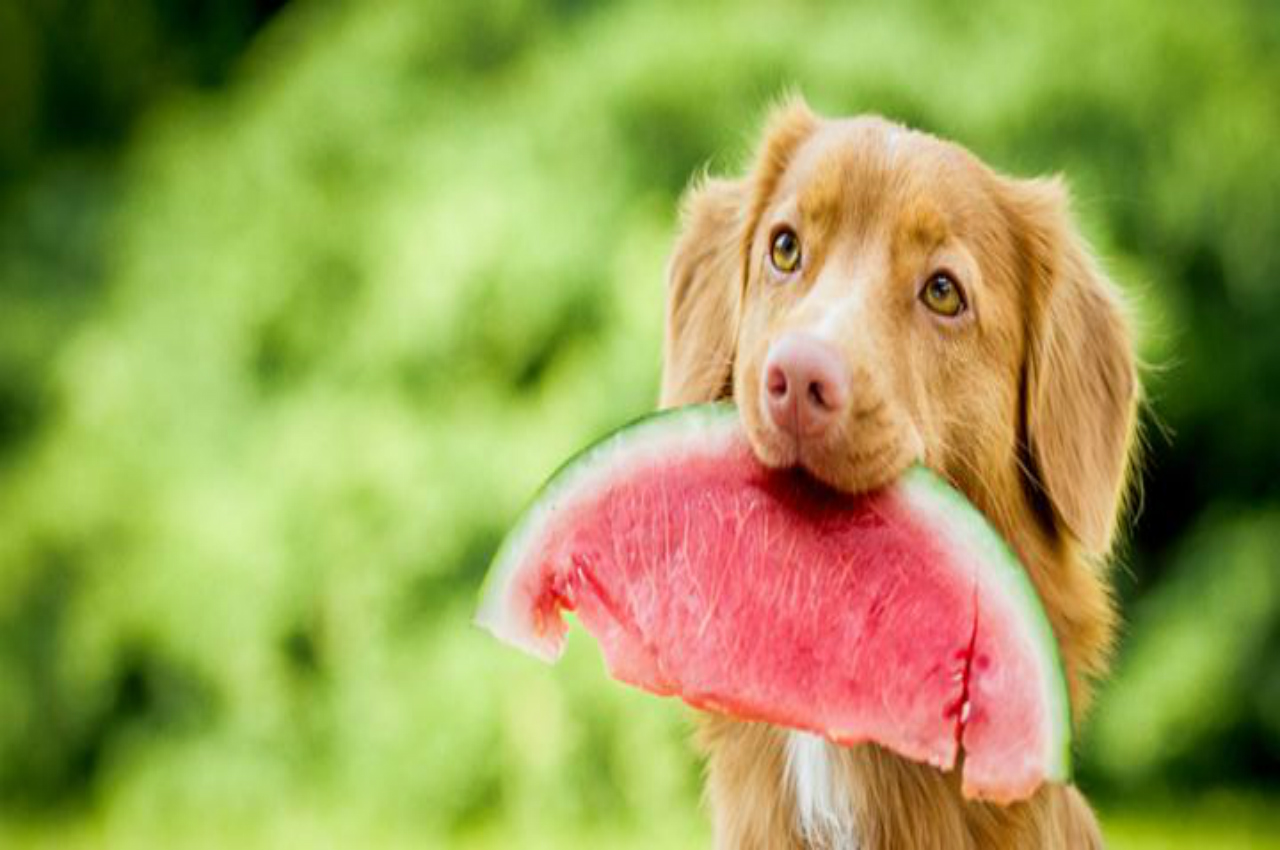 Σκύλος και διατροφή: Αναλυτικά οι τροφές που μπορεί να καταναλώνει ο τετράποδος φίλος μας