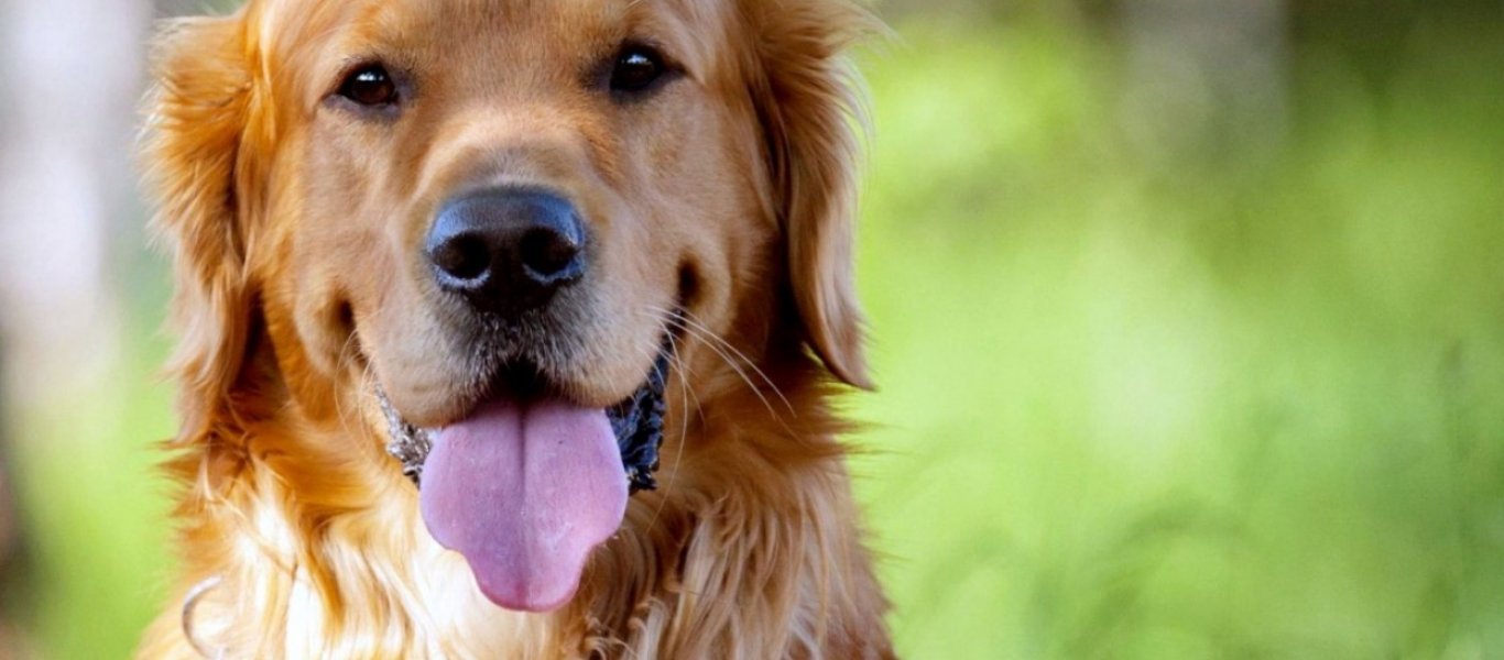 Αυτά είναι τα εννιά πράγματα που μπορούν να διαισθανθούν τα σκυλιά – Δεν πάει ο νους σας