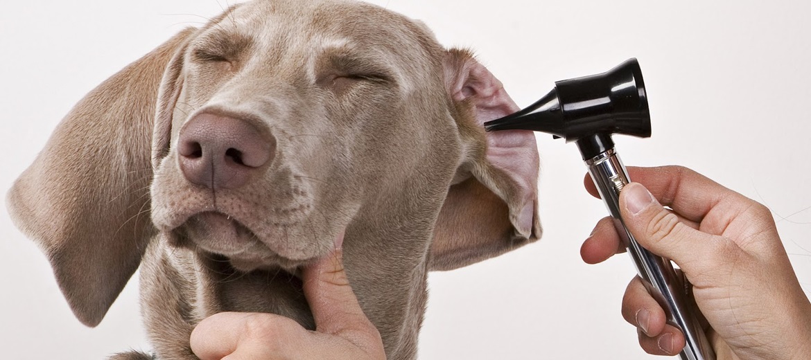 Ωτίτιδα και σκύλος – Δείτε τα συμπτώματα και πως να την αντιμετωπίσετε με τρεις φυσικούς τρόπους