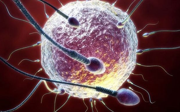 Μετέτρεψαν δερματικά κύτταρα στείρων ανδρών σε σπερματοζωάριο