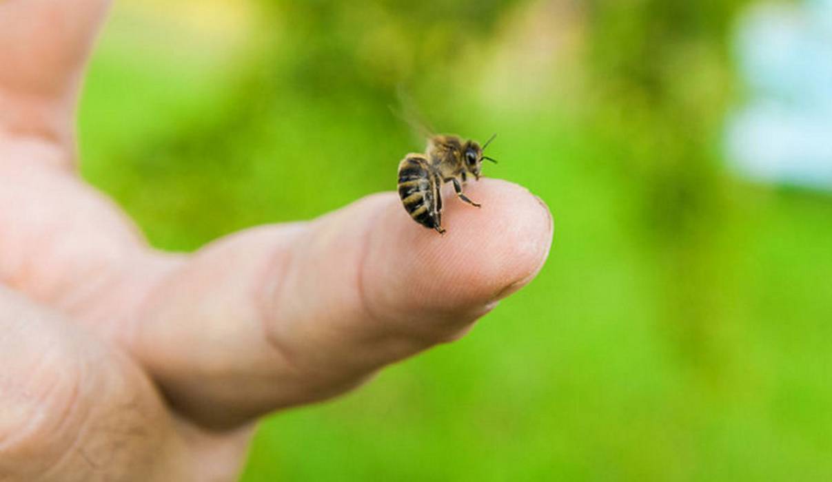 Τσίμπημα από μέλισσα: Αυτό είναι το πρώτο πράγμα που πρέπει να κάνετε