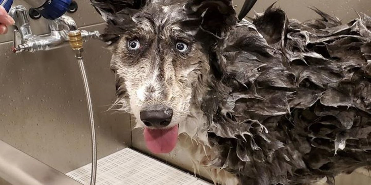 Υιοθετήθηκε σκυλάκι με στραβισμό – Δείτε τις φωτογραφίες