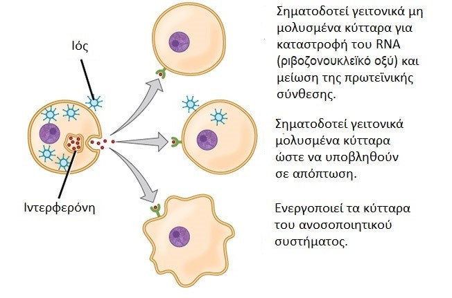 Εισπνεόμενη ιντερφερόνη βήτα-1α αυξάνει τις πιθανότητες ανάρρωσης σε  ασθενείς με COVID-19