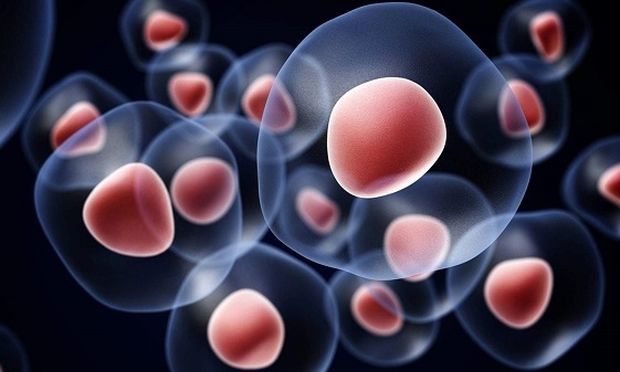 Τί είναι η θεραπεία βλαστοκυττάρων;