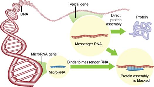 Ο ρόλος του μίκροRNA του ανθρώπου στην διακύμανση των κλινικών συμπτωμάτων της COVID-19