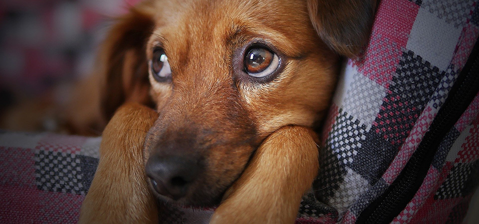 Aυτά τα πράγματα πληγώνουν το σκυλάκι σας χωρίς να το καταλάβετε (βίντεο)