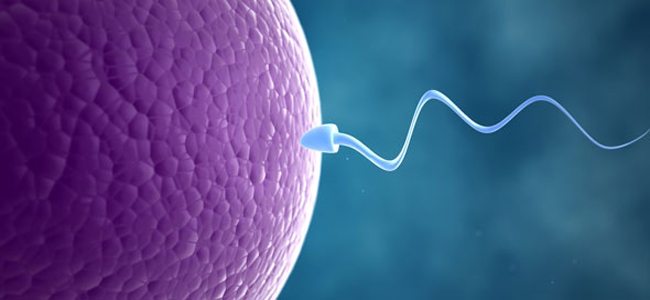 Γυναίκα με μία ωοθήκη: Πόσο επηρεάζει τη γονιμότητα;