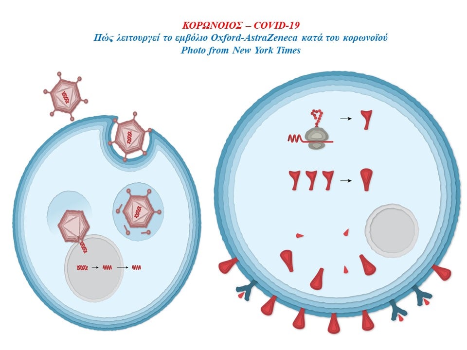 Πώς λειτουργεί το εμβόλιο της κοινοπραξίας Oxford-AstraZeneca κατά του κορωνοϊού