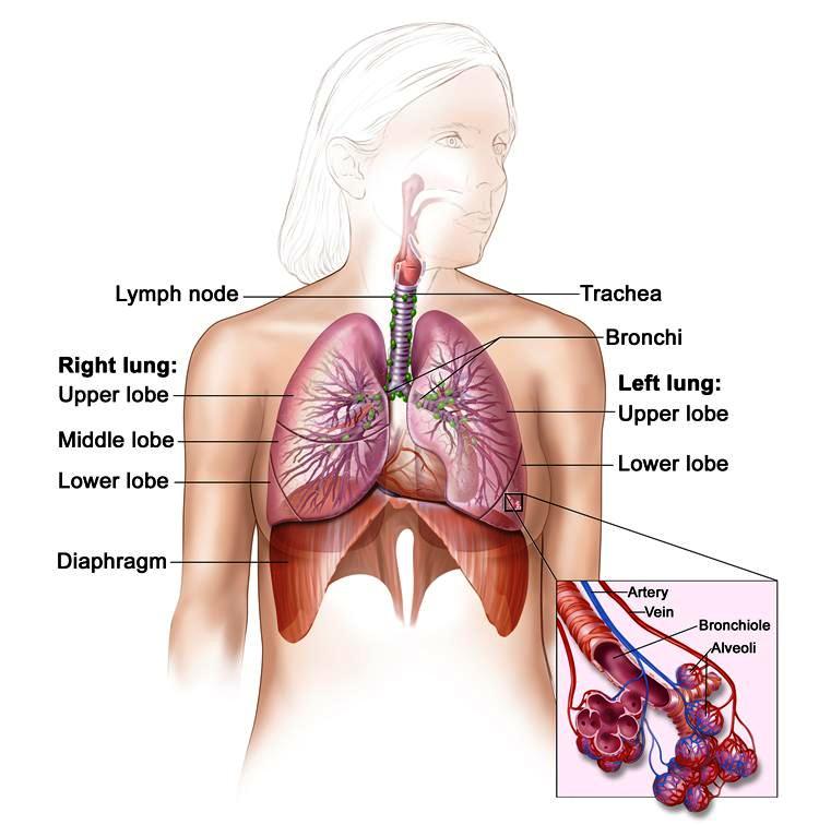 ΕΠΕ: Απαραίτητη η ένταξη του προσυμπτωματικού ελέγχου για τον καρκίνο του πνεύμονα στον εθνικό στρατηγικό σχεδιασμό για την Υγεία