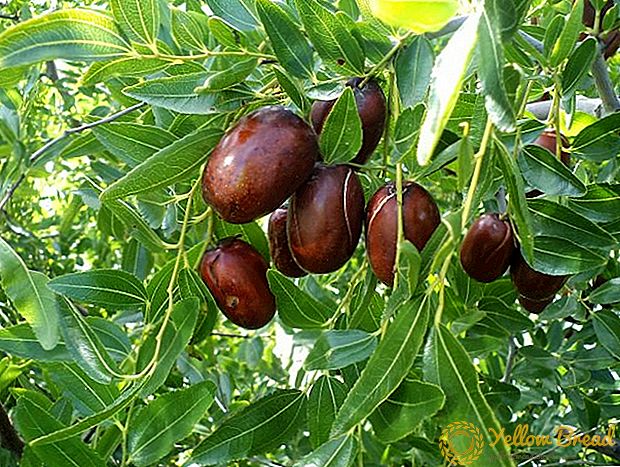 Τρώγοντας Jujube (Ber) φρούτα κατά τη διάρκεια της εγκυμοσύνης