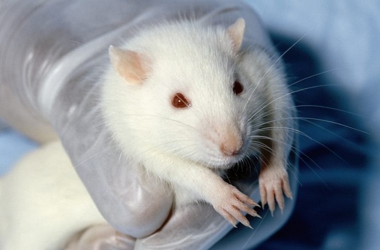 Ήρθε το τέλος της πανδημίας; – Φάρμακο «εξαφάνισε» τον κορωνοϊό στα ποντίκια