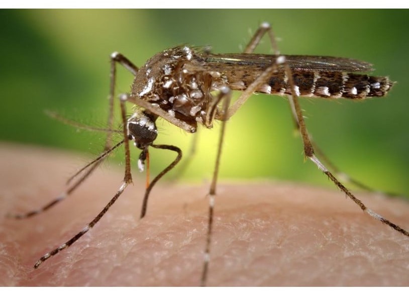 Τα πρώτα γενετικά τροποποιημένα κουνούπια απελευθερώθηκαν στις ΗΠΑ
