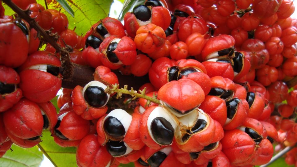Αυτό το φρούτο έχει περισσότερη καφεΐνη από τον καφέ – Είναι και αφροδισιακό!